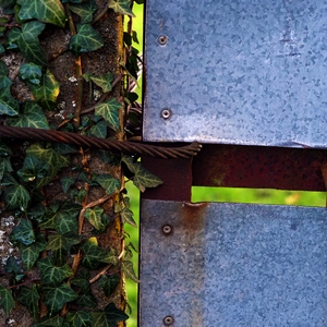 Porte en tôle avec verrou retenu par un câble en acier sur un mur recouvert de lierre - Belgique  - collection de photos clin d'oeil, catégorie portes